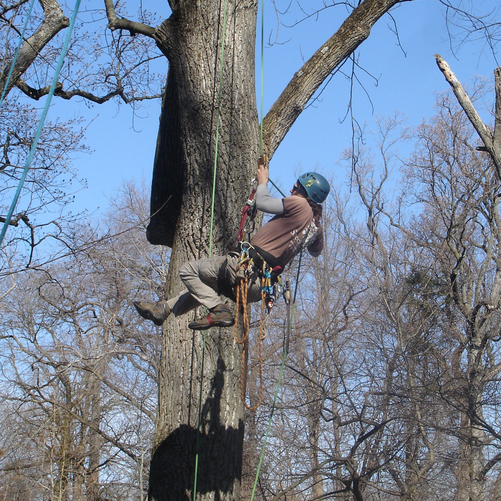 An arborist trims and removes trees by the artwork Pavilion in the Trees by Martin Puryear