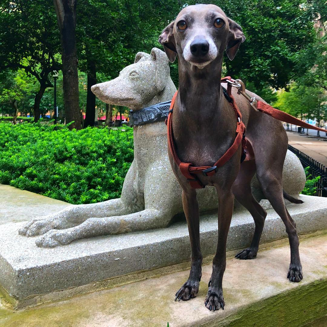 Sailor the Italian Greyhound with the Greyhound sculpture in Rittenhouse Square