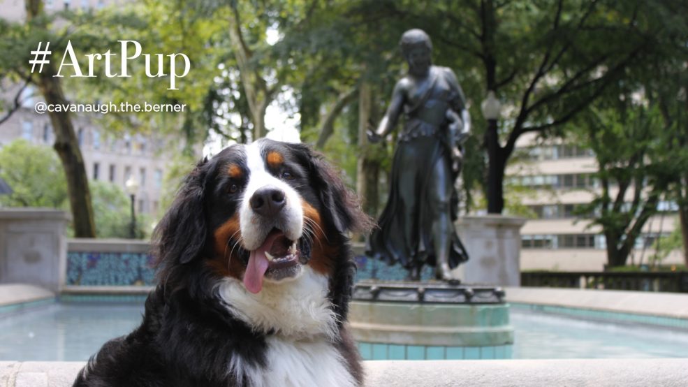 #ArtPup Cavanaugh (@cavanaugh.the.berner on Instagram) 