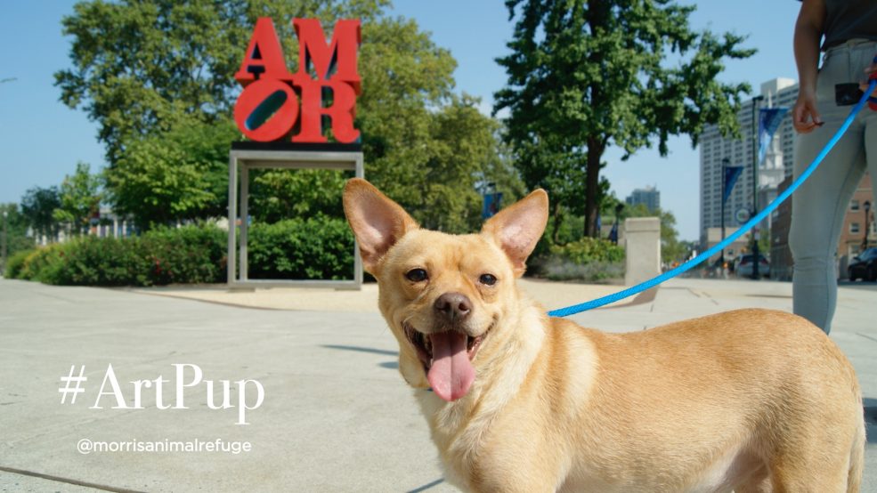 #ArtPup Poncho from Morris Animal Refuge (@morrisanimalrefuge on Instagram)
