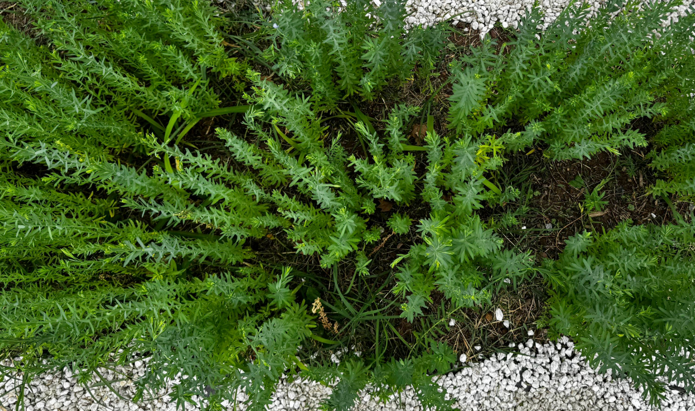 Franklin Thread opening-6
